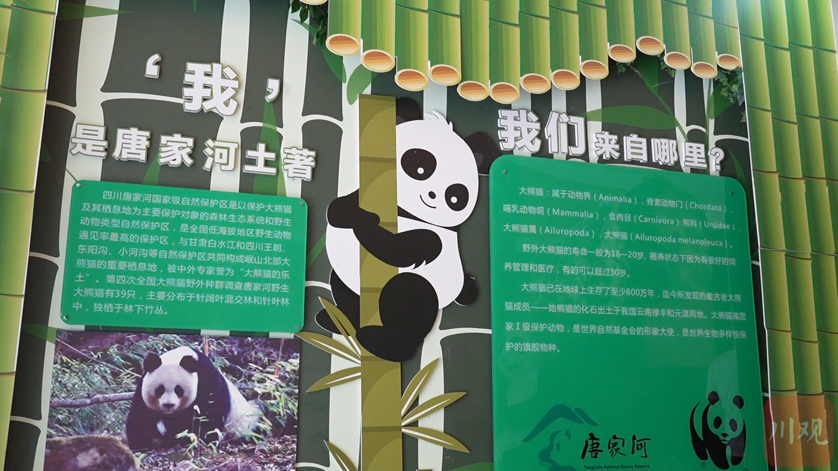 大熊猫科普馆内,详细介绍了大熊猫的来源,生活习性,生活环境等.