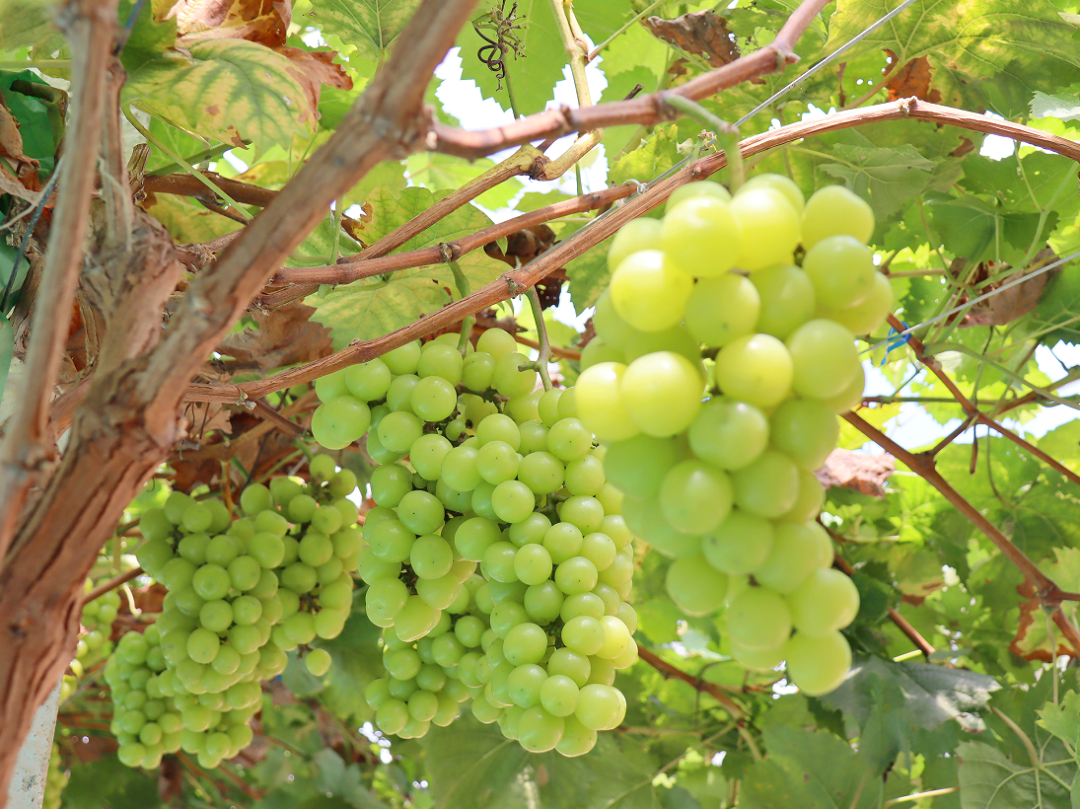 立秋!赏秋景,采鲜果,品味秋天第一口河鲜|佛山市_新浪财经_新浪网