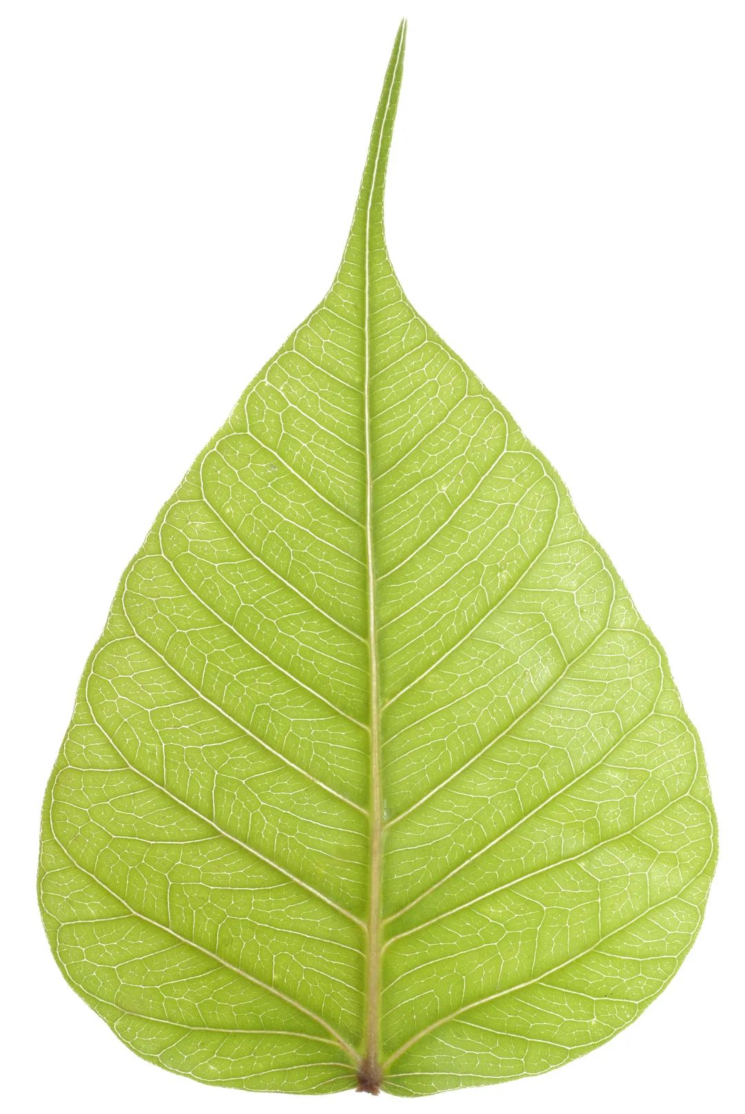 菩提树叶的叶脉有着哲学意味的"开悟之美":大树所需要的营养要通过