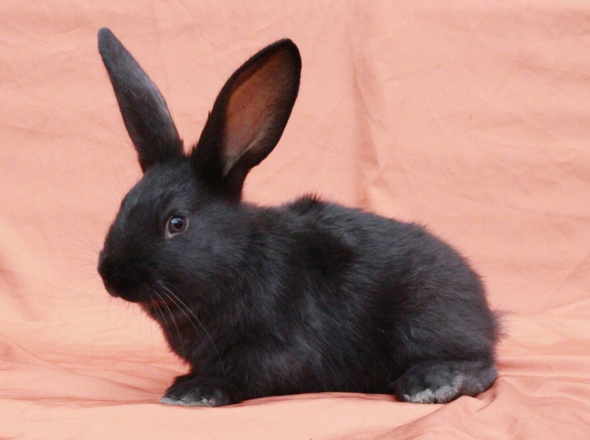天府黑兔来啦!四川育成国内首个具有自主知识产权的黑色肉兔新品种