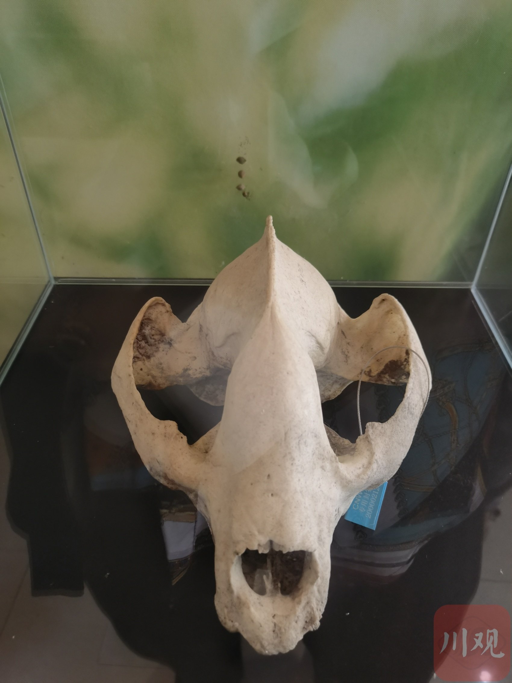 大熊猫科普馆内的大熊猫头骨标本.张敏 摄