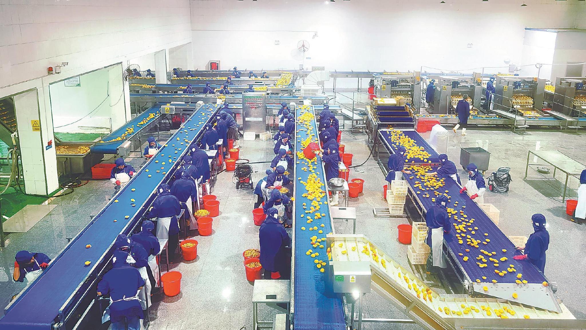 经济开发区的安徽贝宝食品有限公司生产车间内,工人在生产黄桃罐头