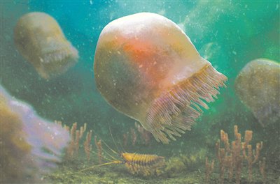 生活在5亿多年前的水母的艺术图。图片来源：《科学》杂志