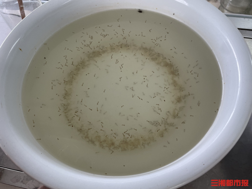 (湖南省疾控中心监测的蚊子幼虫,生活在水中.李琪配图)