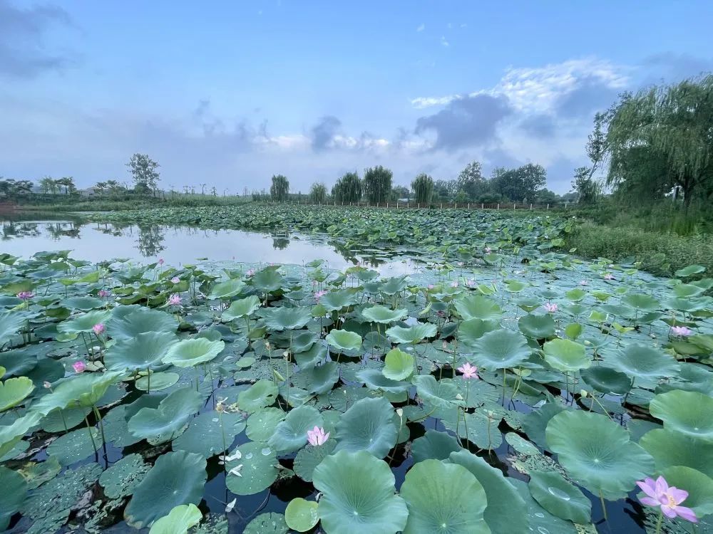 新华社点赞常德津市毛里湖:"古洞庭"的诗意盛景又回来了|津市市_新浪