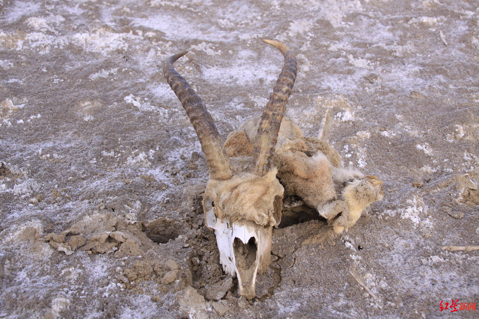 ▲雷殿生穿越罗布泊时拍摄的鹅喉羚头骨 图据受访者