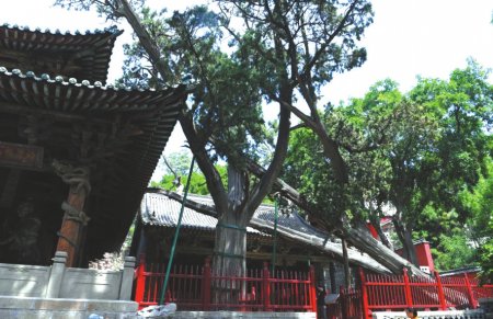 山西晋祠圣母殿旁树龄3000多年的周柏.新华社资料图片