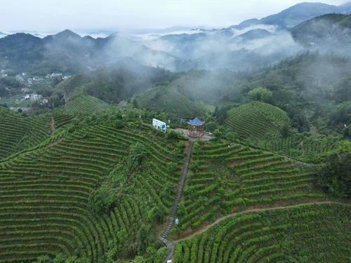 遂川县汤湖镇狗牯脑山万亩茶园. 李世麟 摄