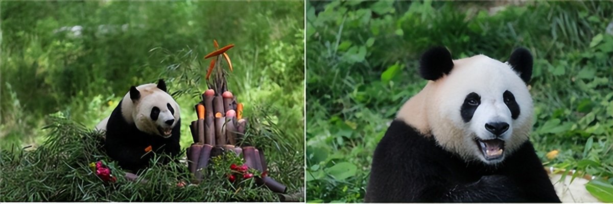 大熊猫安安生日上演萌动吃播,恒安竹π借势呼吁环保与健康|安安_新浪