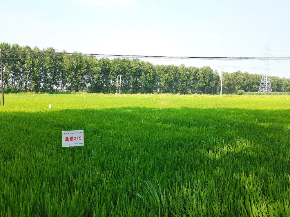 图为来胜村种植的新品种水稻.新华社记者刘艺淳摄
