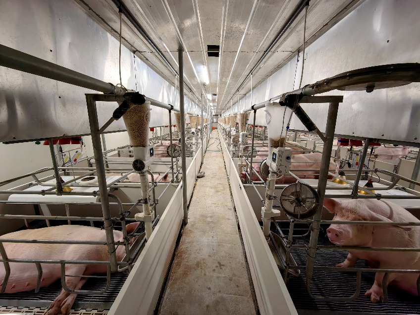 现代化整洁干净的猪舍