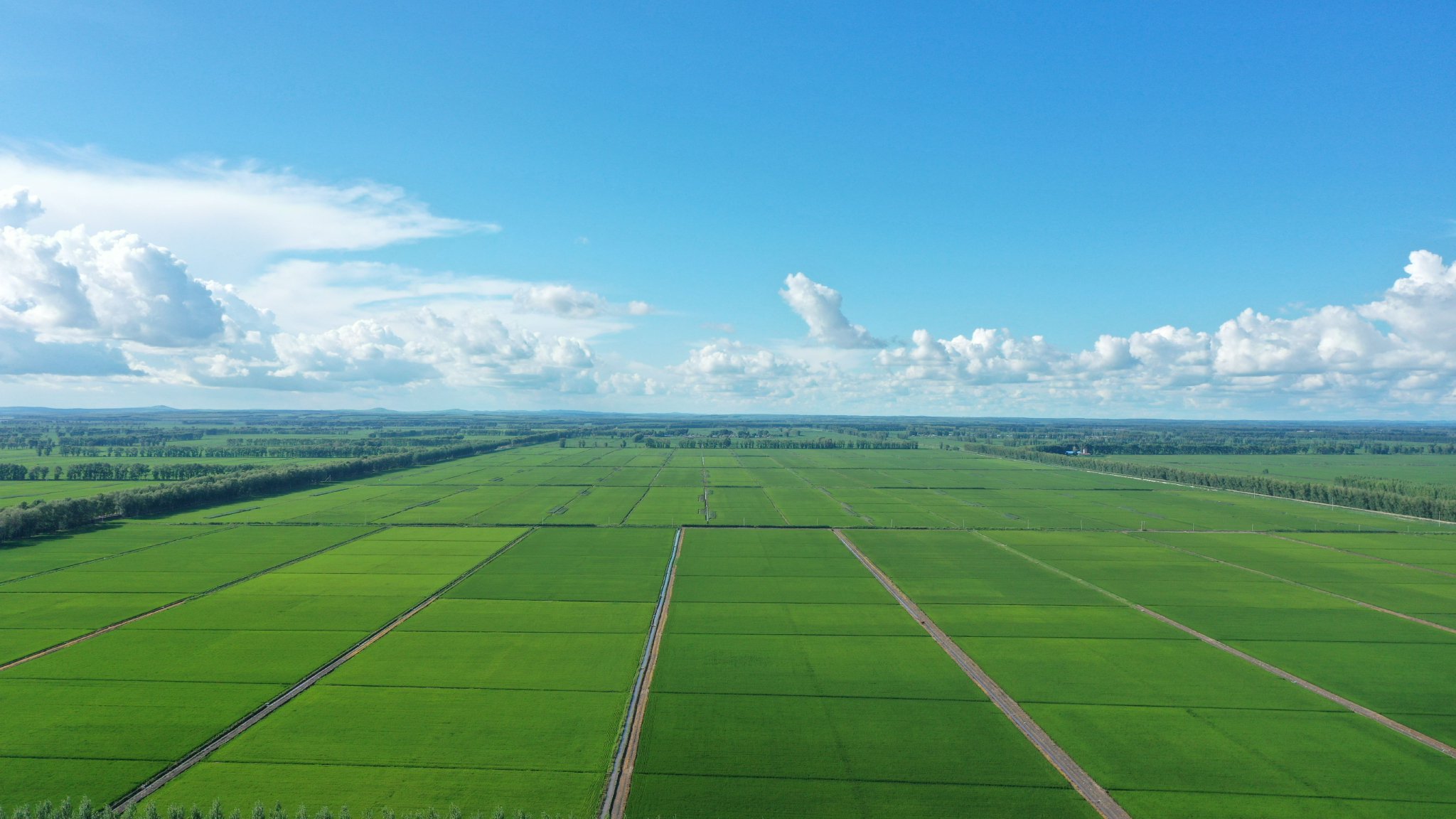 稻即将收获,新米即将上市之际,查哈阳农场举办了第二届寒地粥米文化节