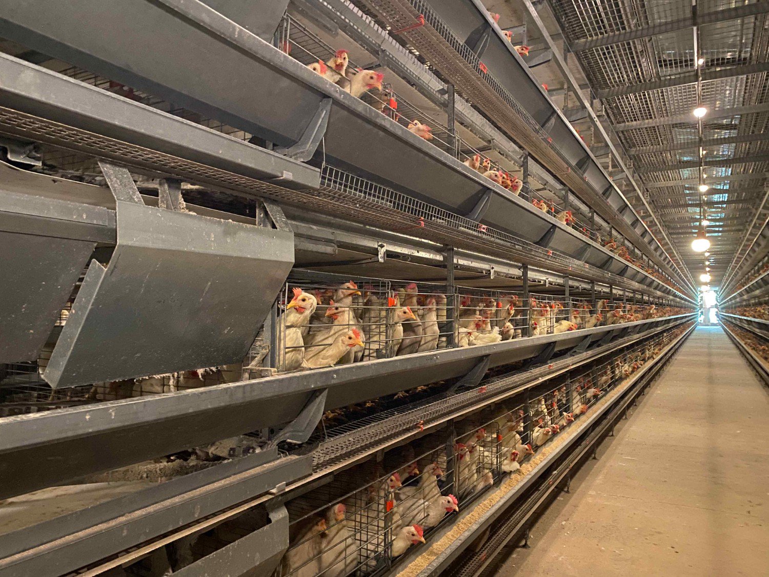 自动化养鸡场 新华社记者王淑娟 摄