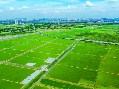 浦口区打造的占地4248亩的兰花塘高标准农田。 浦口区供图