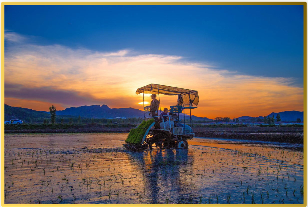 摄影作品《塞北稻米香》.河北省农业农村厅供图