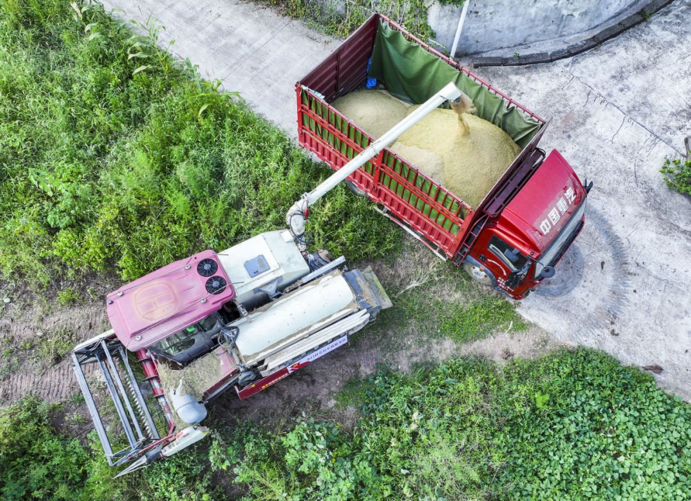 8月13日,在永川区吉安镇金门村,收割机将稻谷转运至装谷车内(无人机