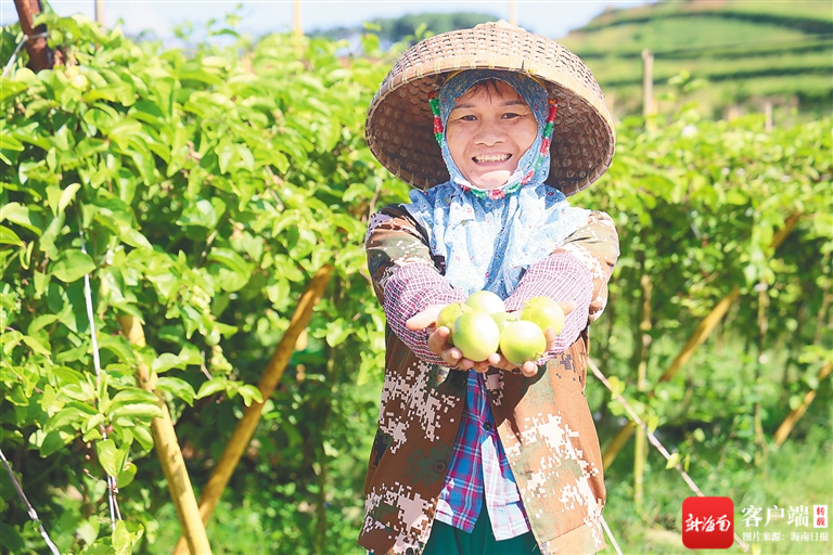 定安县金鸡岭农场12队的废弃矿山修复后,发展百香果种植产业.