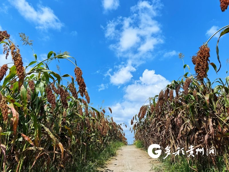5万亩酒用高粱进入采收期|融媒体_新浪财经_新浪网