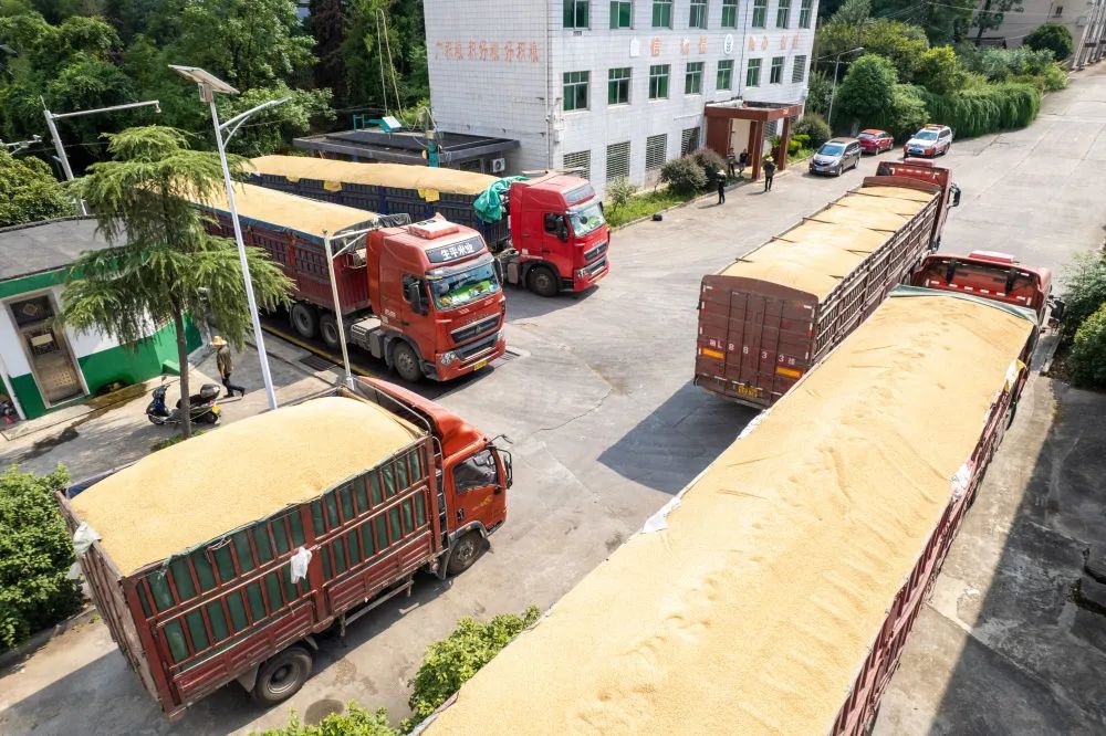 8月7日,运粮车在湖南省安仁县国家粮食储备库排队过磅(无人机照片).