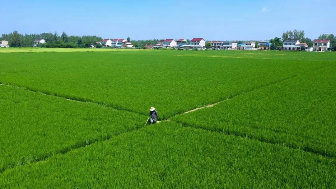 在这里,一个人能种千亩田,怎么做到的?