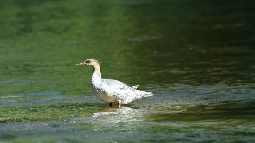 首个"全国生态日" 金典家园行动为中华秋沙鸭造"婚房"|金杯金典_新浪