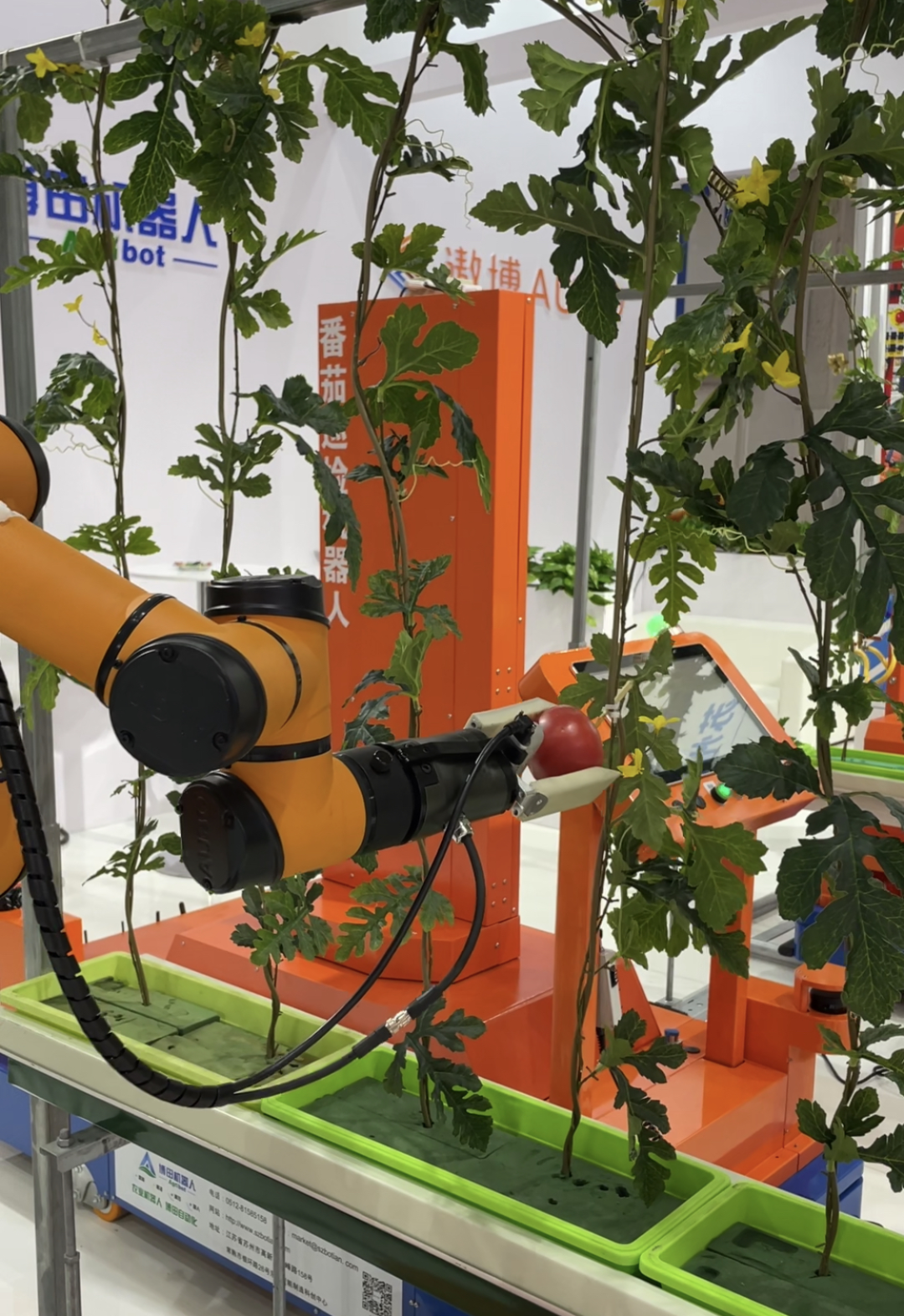 机器人正在采摘番茄  记者 彭思雨 摄