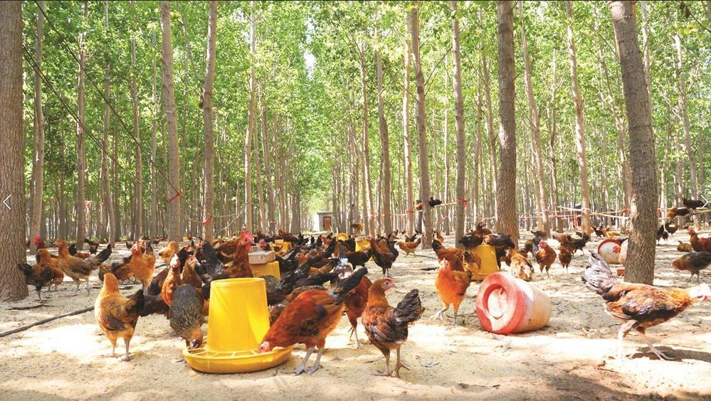 林下"掘金"美了生态 富了口袋——广平县平固店镇以林下经济促乡村振