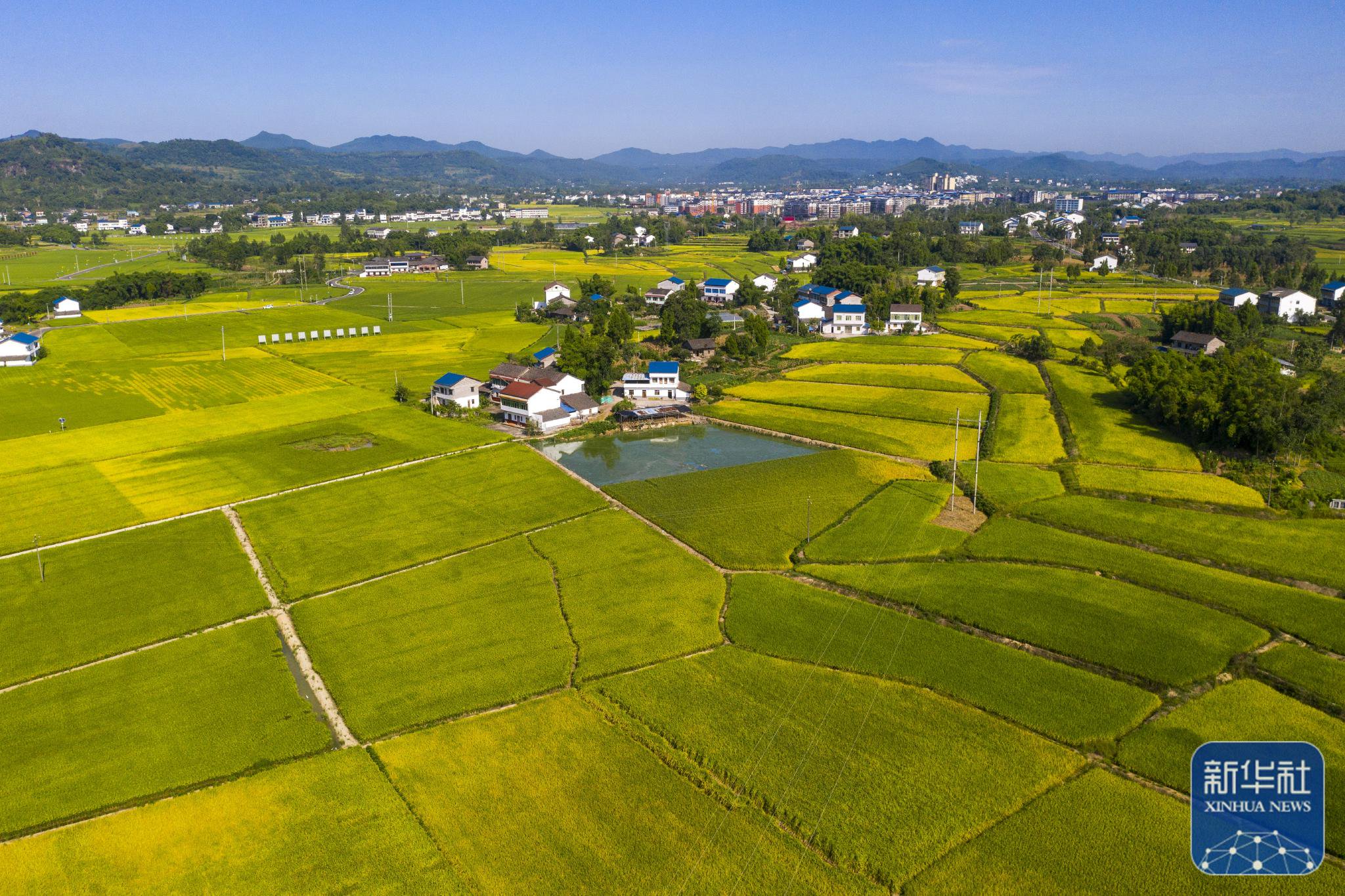 四川省广安市广安区花桥镇竹林村水稻泛黄成熟(无人机照片,8月15日