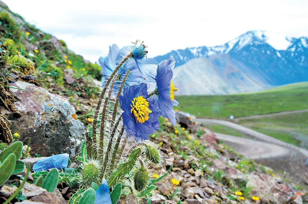 三江源国家公园的多刺绿绒蒿 张胜邦摄