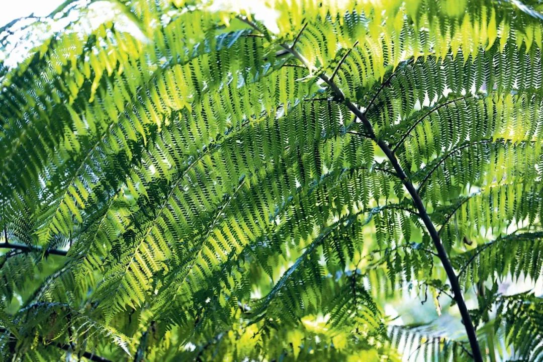 海南热带雨林国家公园的桫椤 李天平摄