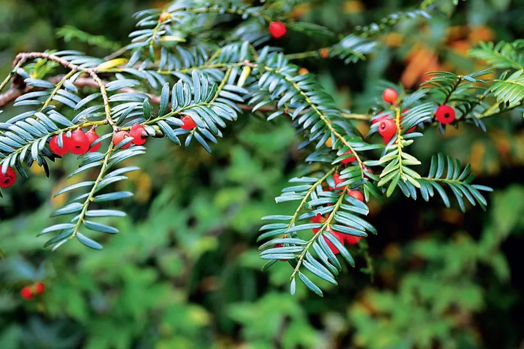 武夷山国家公园的国家一级重点保护野生植物红豆杉 程林摄