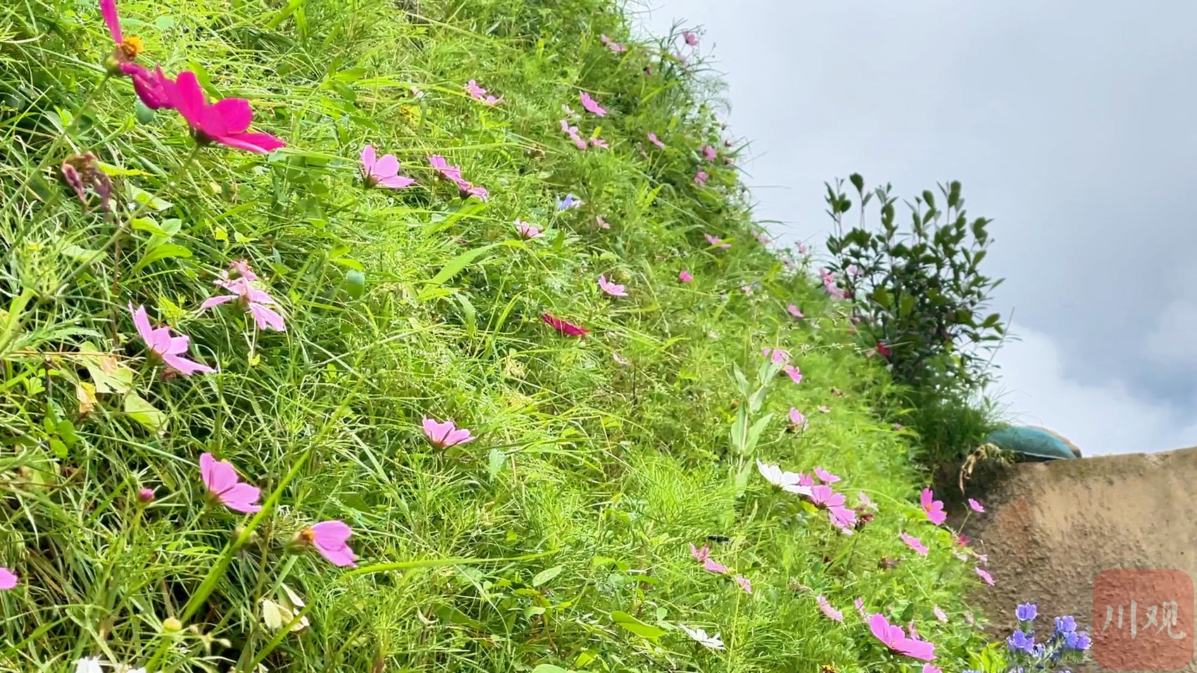 海螺沟景区道路边坡修护后植绿，山花灿烂。