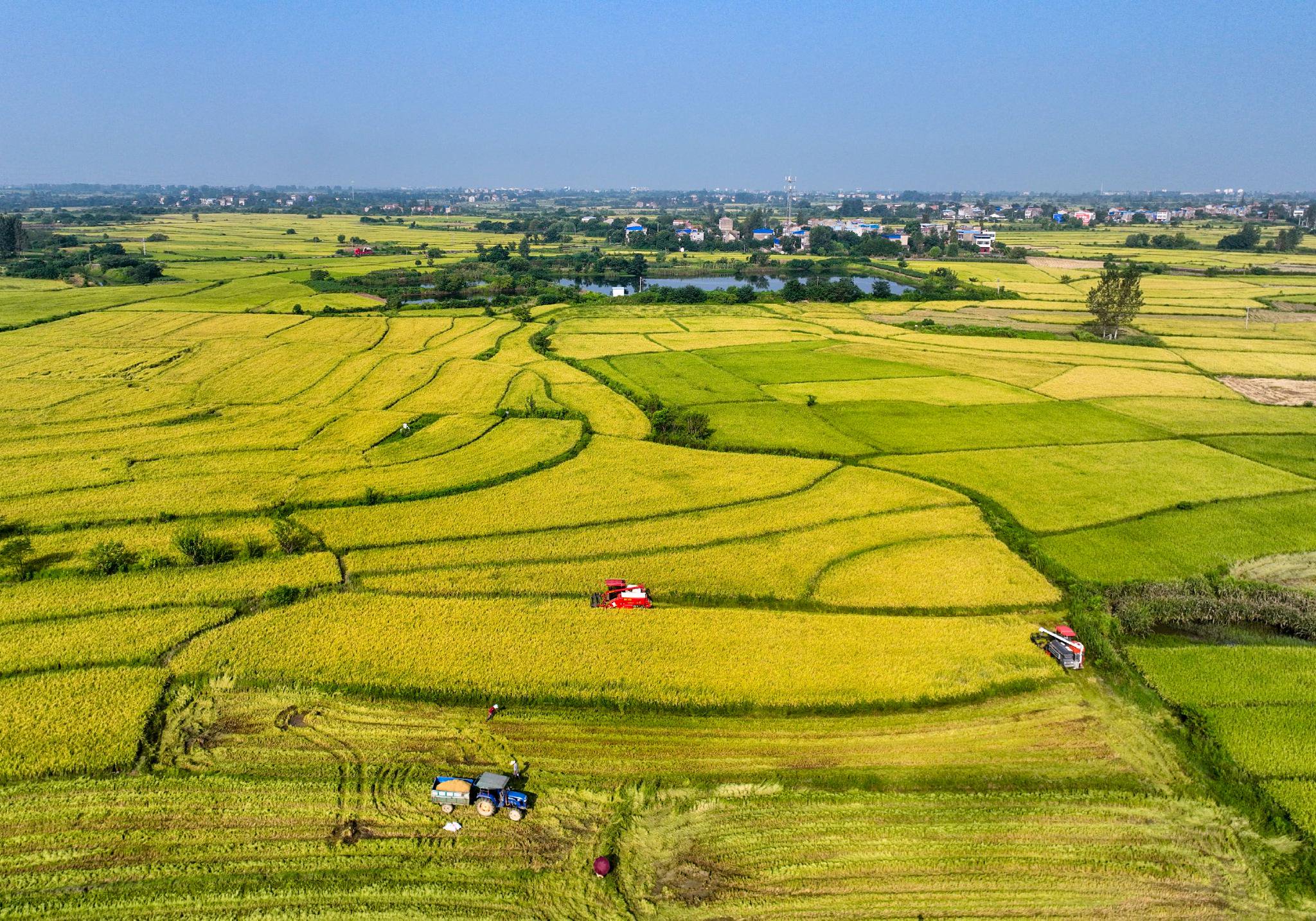 8月17日,收割机在湖北省孝感市云梦县曾店镇下张村的稻田里收割啪稻