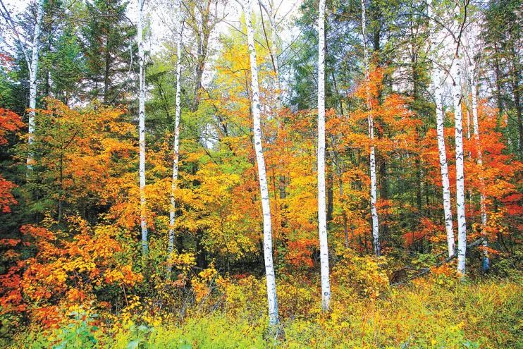 国家公园的珍稀植物|海南省_新浪财经_新浪网