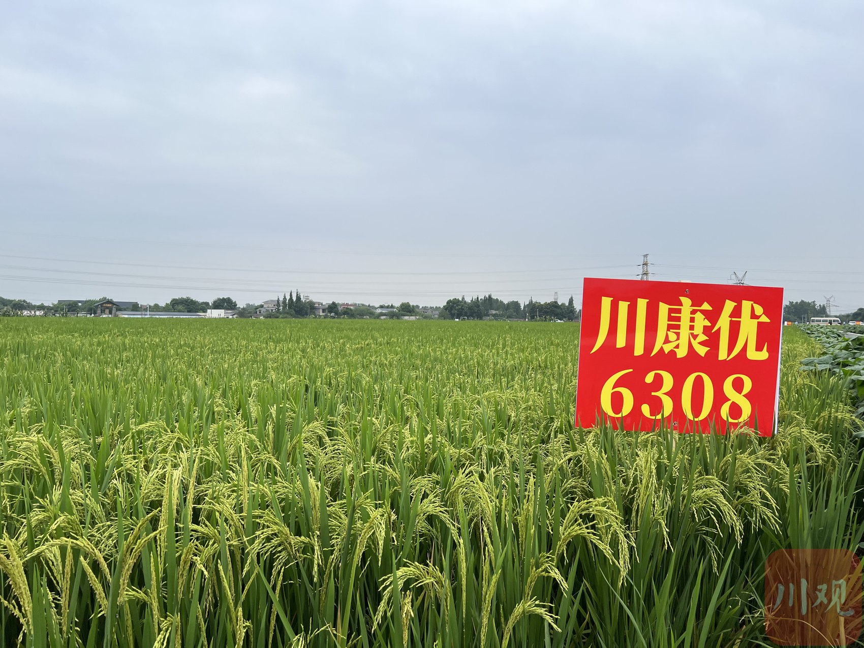 水稻新品种川康优6308