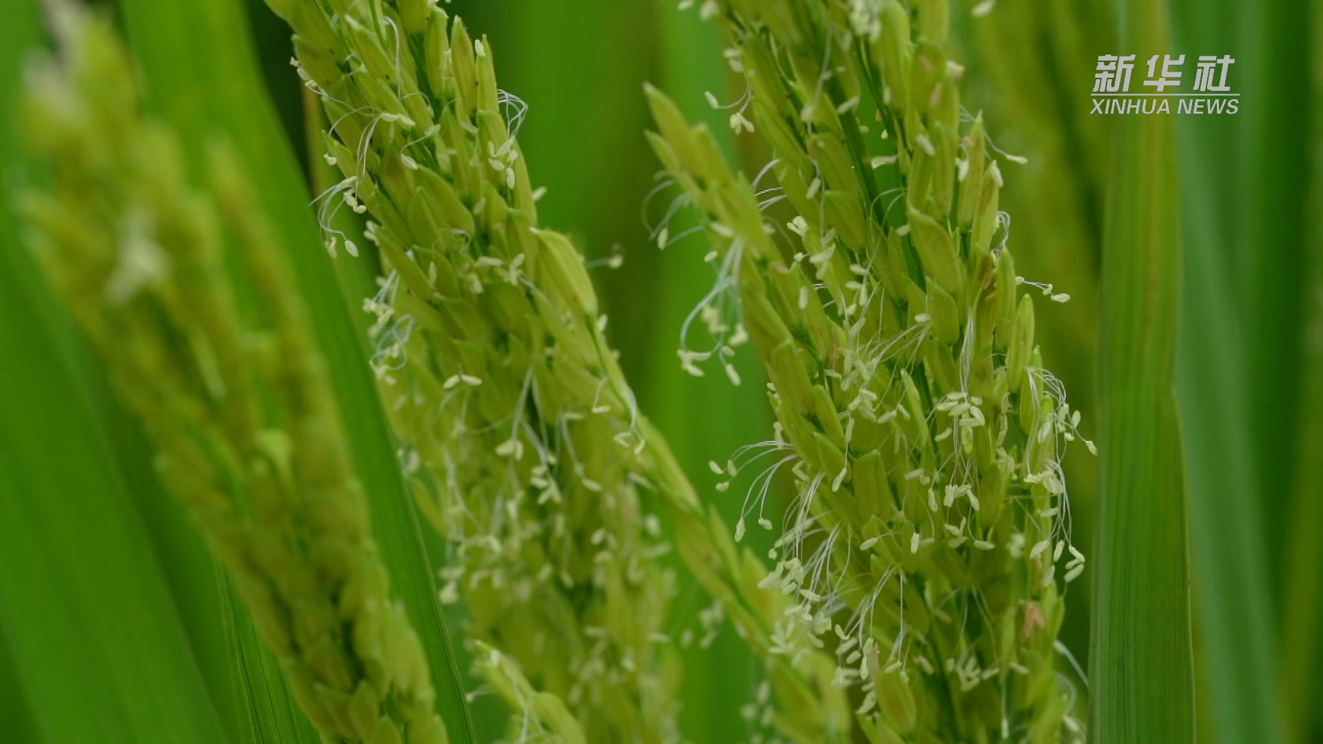 水稻开花集中在上午10时到12时,雄花开了10%的时候,就要开始"赶粉"了.
