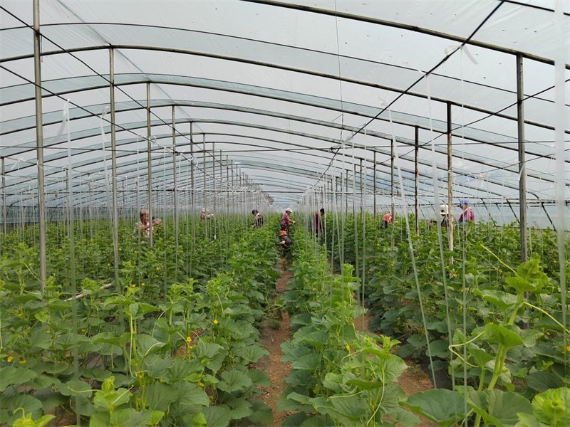 8月17日,在新乐市化皮镇英林合作社种业蔬菜基地,菜农们忙着管理甜瓜