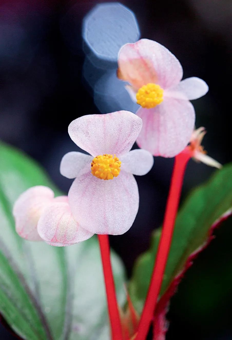 海南热带雨林国家公园的海南秋海棠是中国特有种 温仕良摄