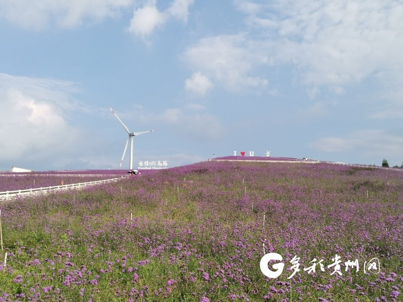 花溪高坡云顶花海