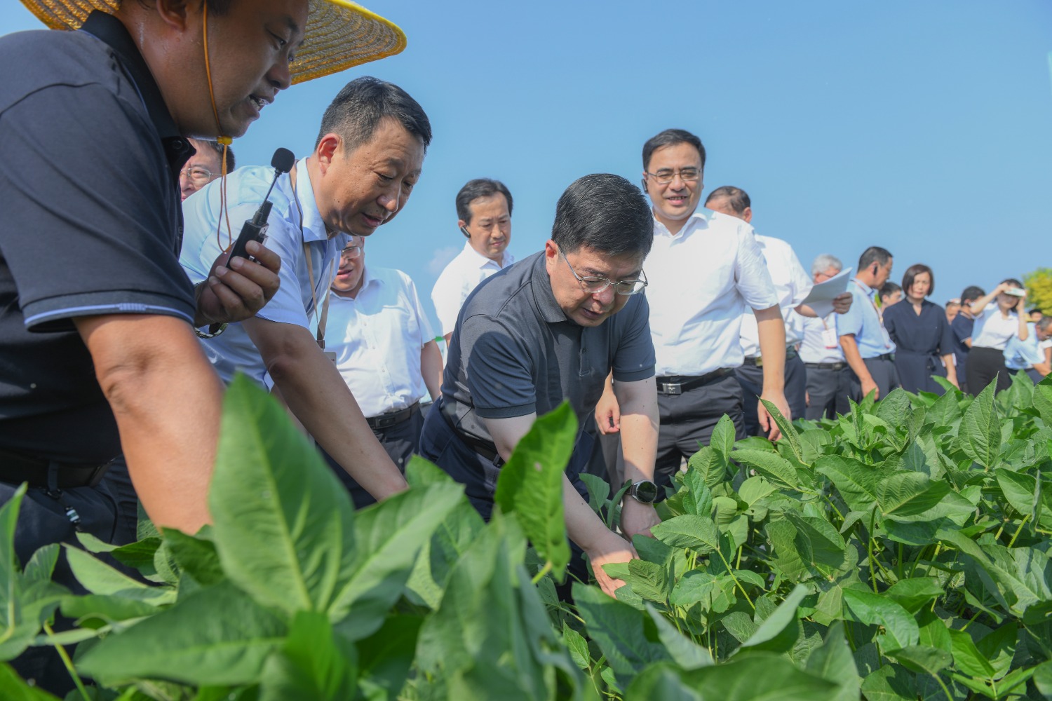 品牌,先后培育"圣豆","华豆","嘉豆"等系列良种品牌,圣丰种业成为国