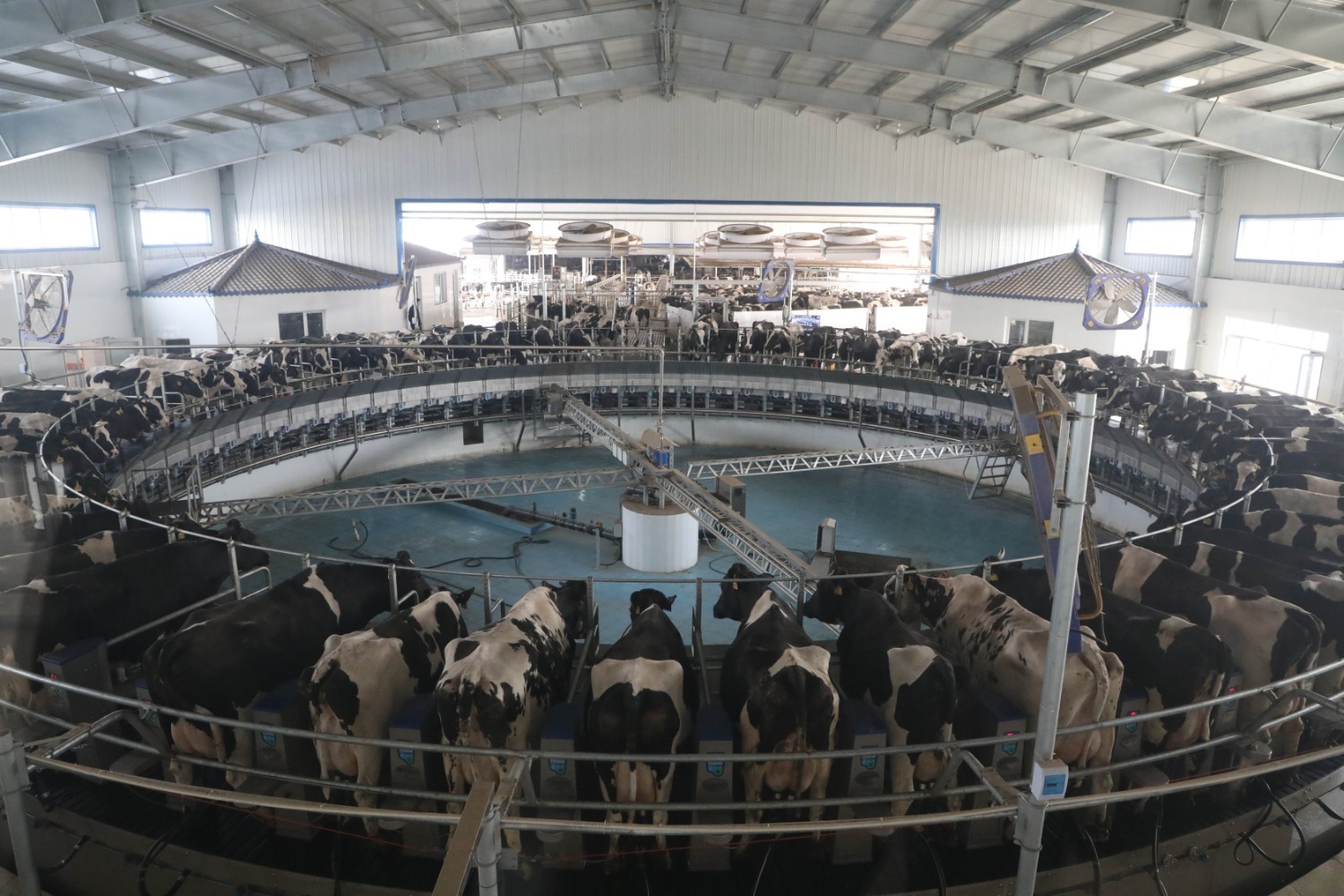 图为香河晟隆奶牛养殖有限公司的现代化挤奶大厅,奶牛有序站在挤奶机