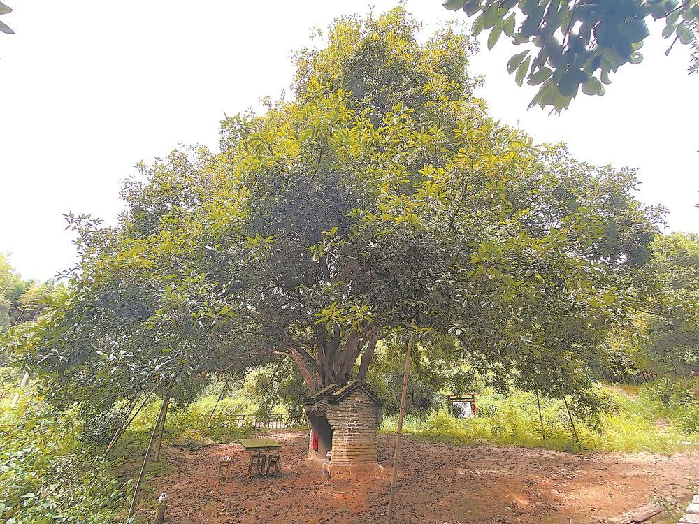 位于浦城县临江镇水东村的"九龙桂",张开树冠,遮天蔽日,吸收阳光,为