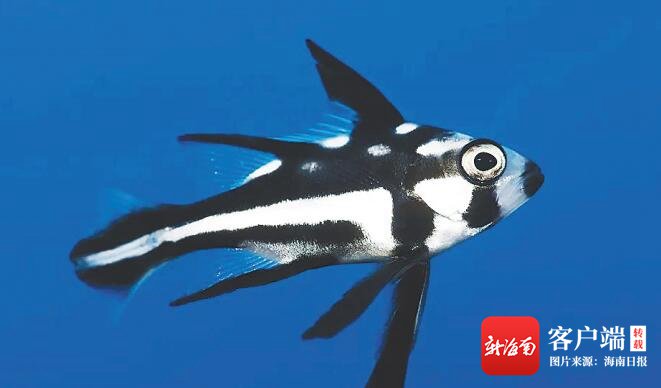 资料图:幼年斑点羽鳃笛鲷.