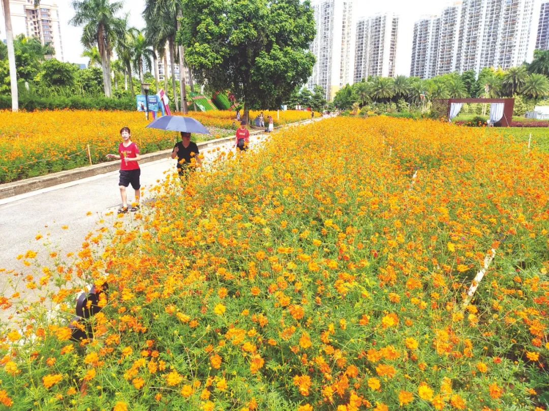 南宁市花卉公园里的硫华菊争相绽放,呈现出一片金黄色的花海.