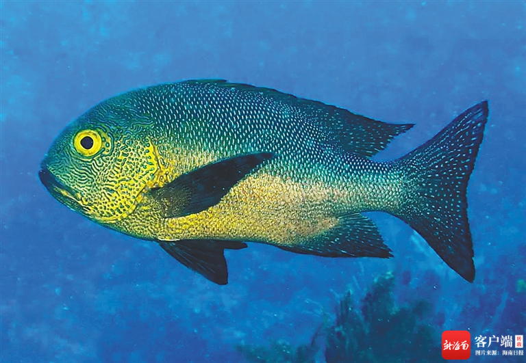 资料图:成年斑点羽鳃笛鲷.