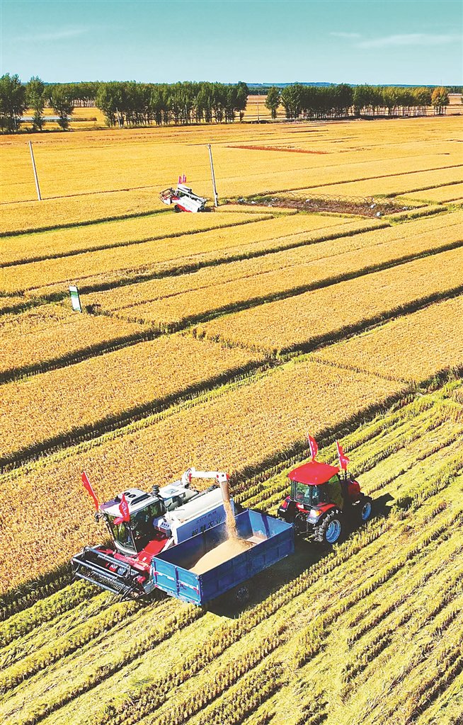 机械化收割水稻.