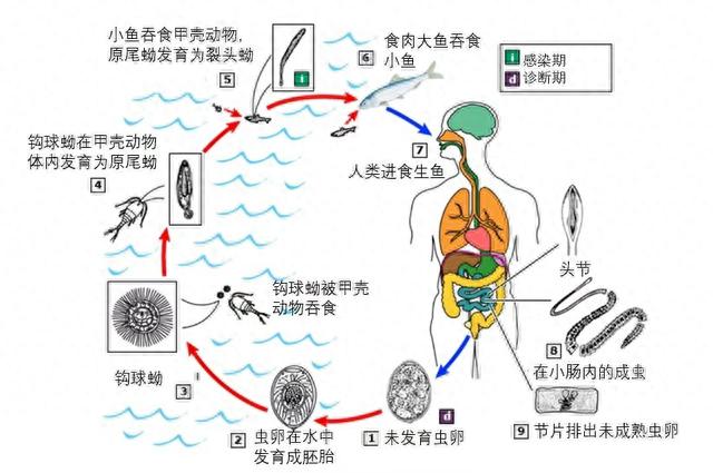 图源：http://www.cdc.gov/dpdx/diphyllobothriasis/index.html.