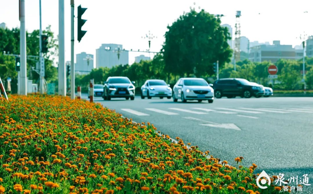 泉州:国有林场种时花"跨界"布局新赛道|安溪_新浪财经_新浪网