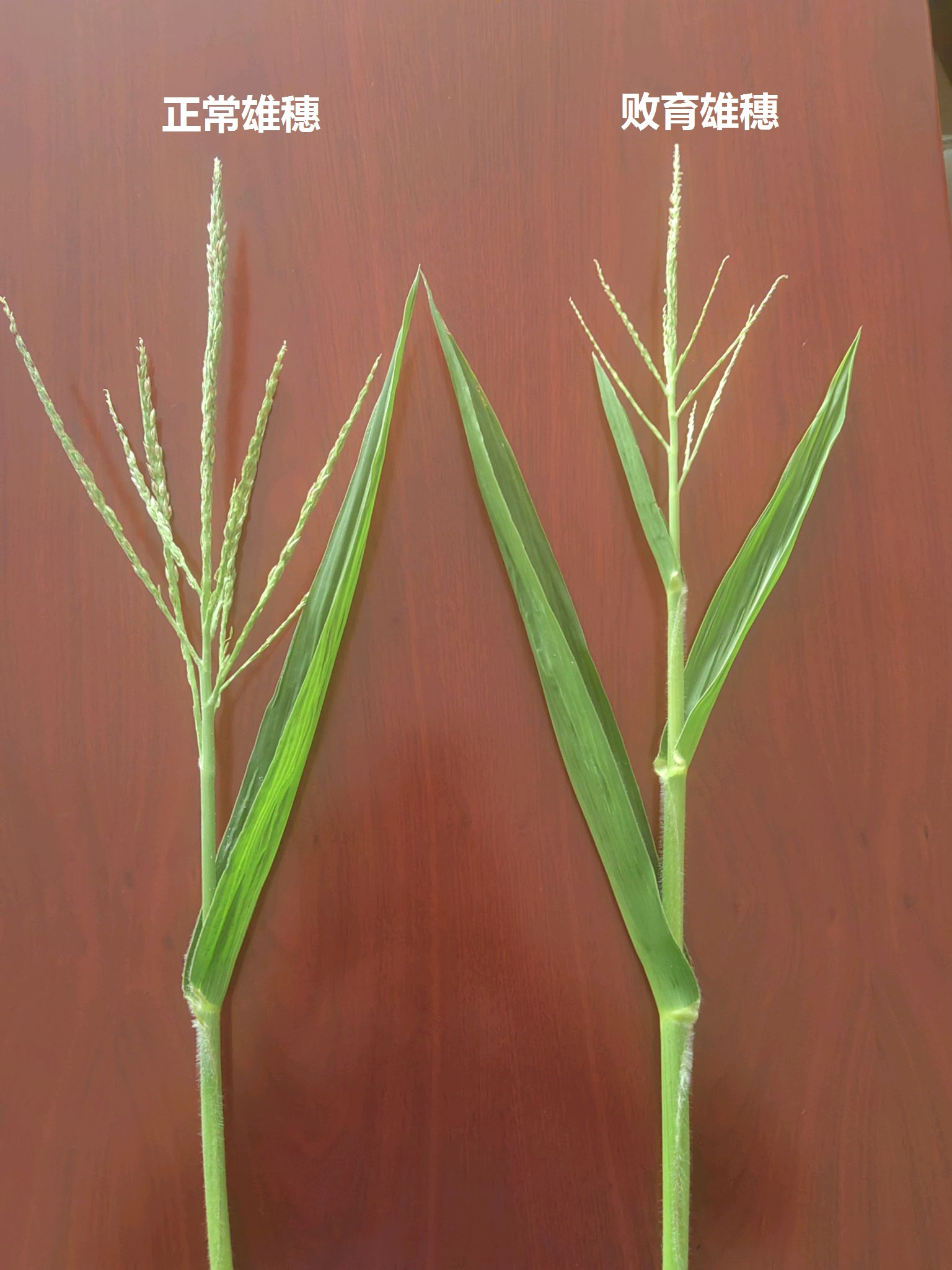 玉米雌雄穗生长发育异常