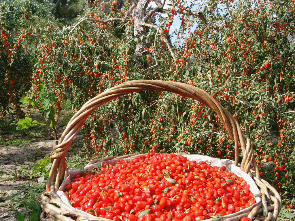 红色是新疆秋季丰收的底色 来源：新疆维吾尔自治区气象局